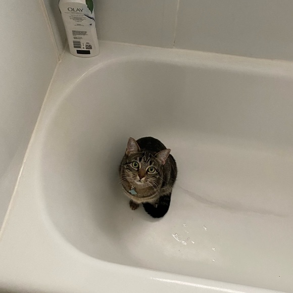 Meet your Posher, Rachel - Picture 1 of 1